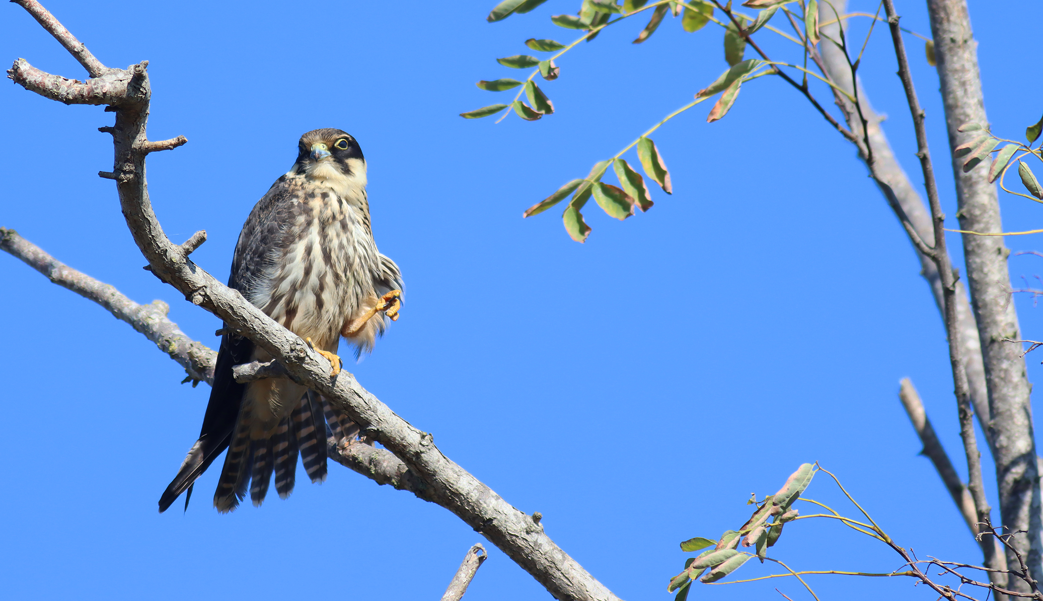 Eurasian Hobby